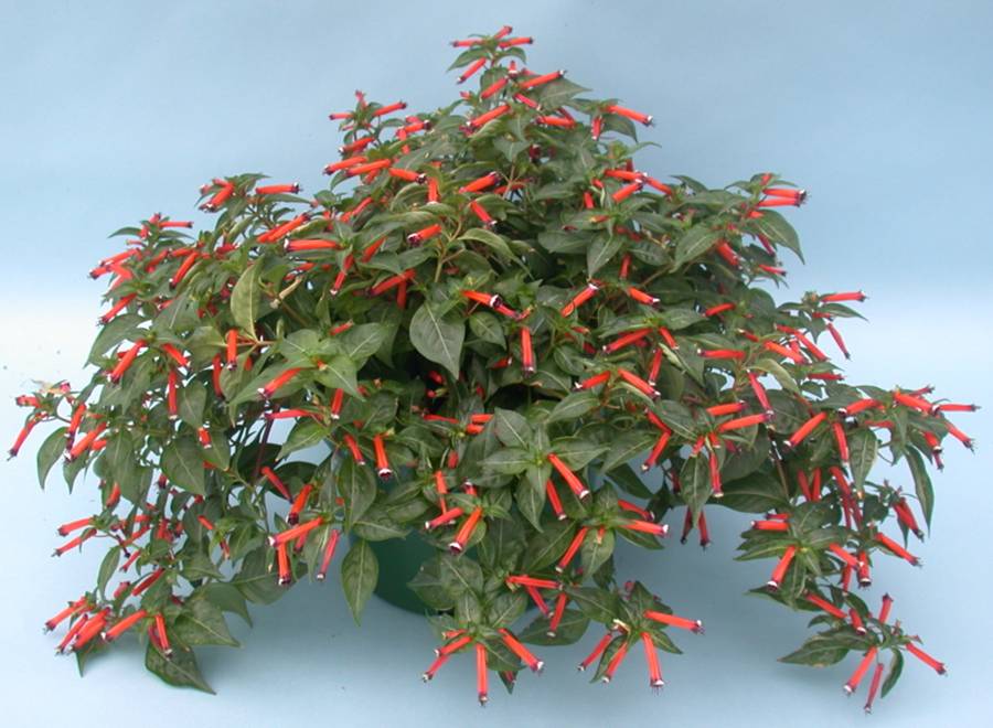 گیاه سیگار
